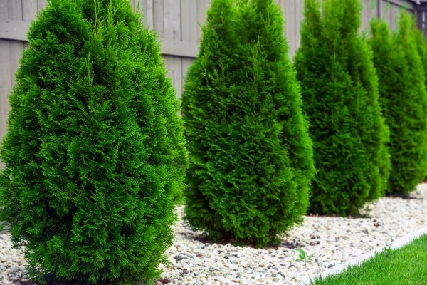 Arborvitae Planting in O Fallon