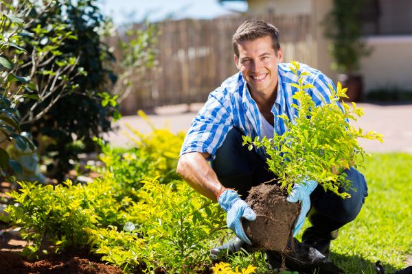 Bush Planting Service in O Fallon