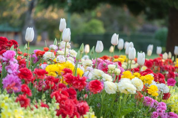 Gardening Service in O Fallon