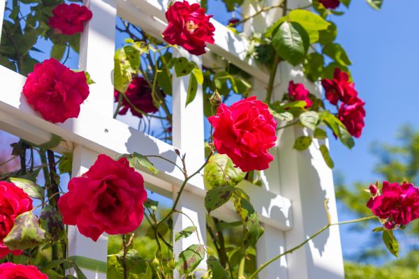 Home Gardening Service in O Fallon