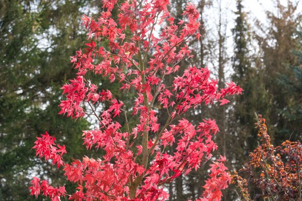 Japanese Maple Planting in O Fallon