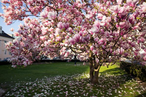 Magnolia Tree Planting in O Fallon
