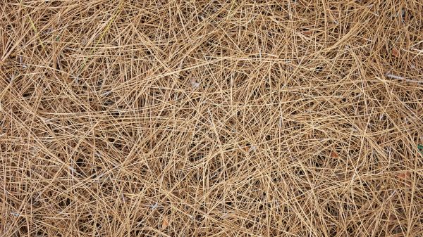 Pine Needles Delivery in O Fallon