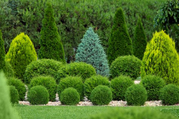 Shrub Replacement in O Fallon