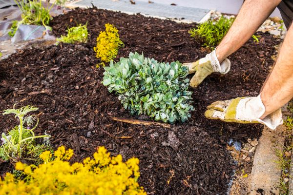 Weeding And Mulching in O Fallon
