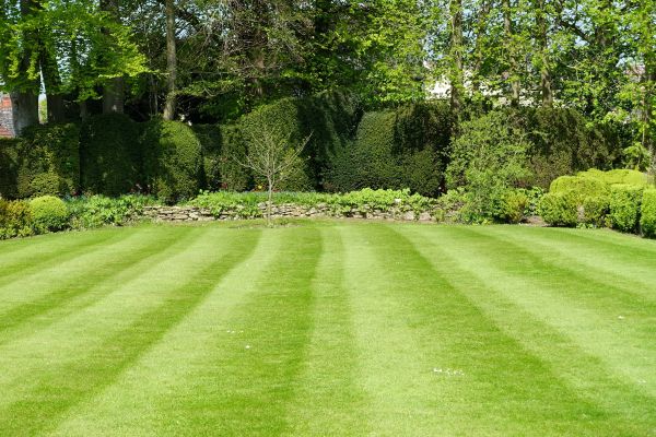 Lawn Renovation in O Fallon