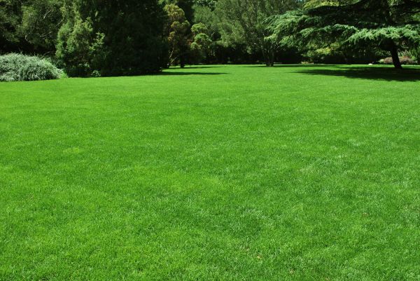Lawn Landscaping in O Fallon