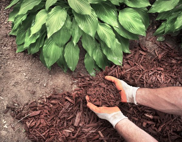 Shredded Mulch Service in O Fallon