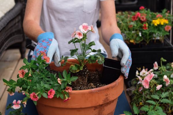 Plant Care Service in O Fallon