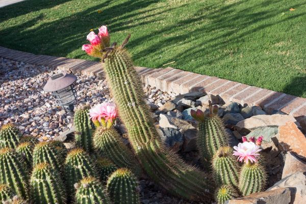 Desert Landscaping in O Fallon