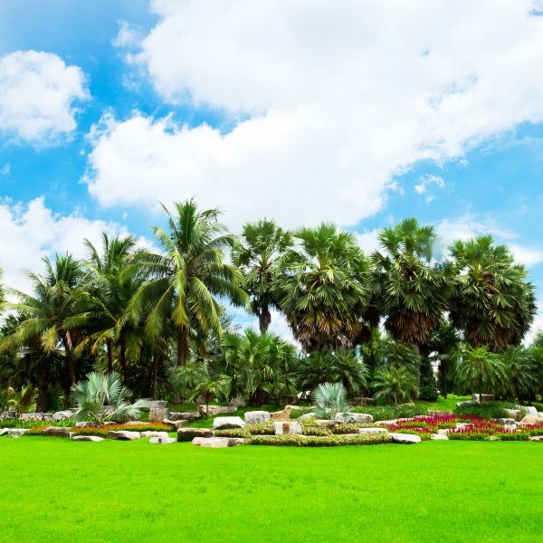 Tropical Landscaping in O Fallon