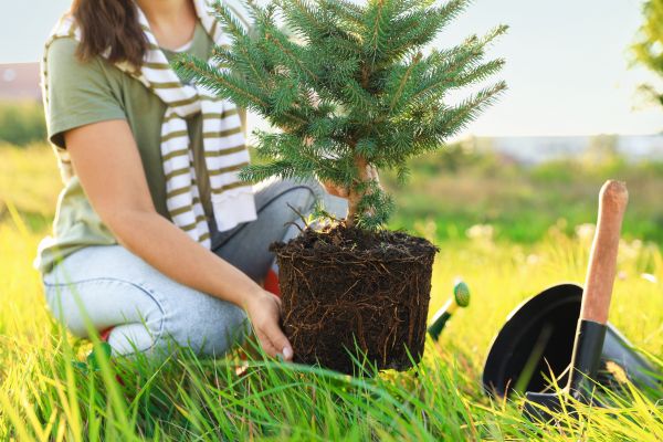 Spruce Tree Planting in O Fallon
