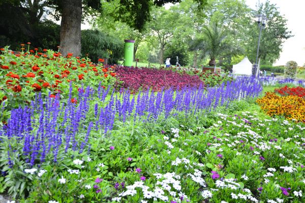 Perennials Planting in O Fallon