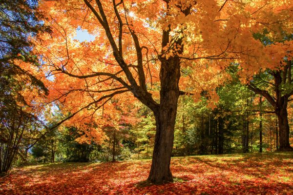 Maple Tree Planting in O Fallon