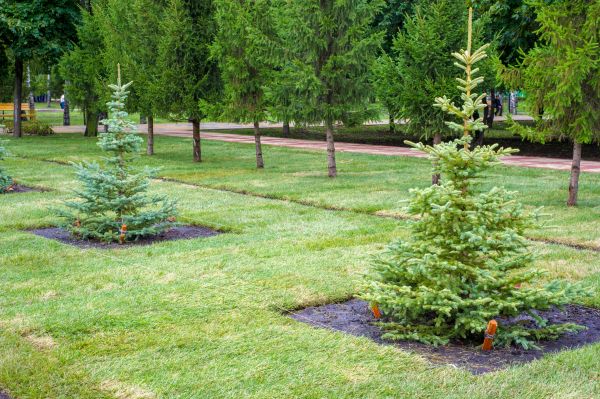 Privacy Trees Planting in O Fallon