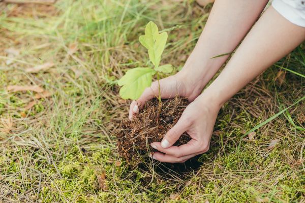 Oak Tree Planting in O Fallon
