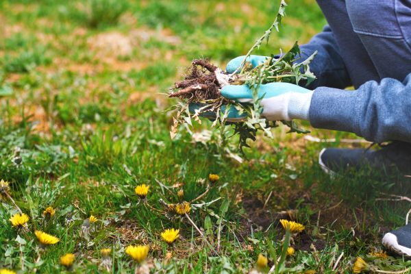 Flower Bed Clearing in O Fallon