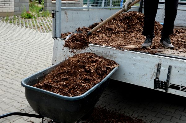 Cedar Mulch Delivery in O Fallon