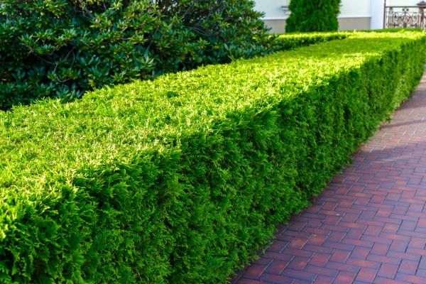 Hedge Installation in O Fallon