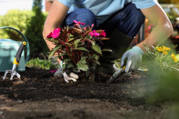 Plant Replacement in O Fallon