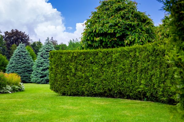 Hedge Landscaping in O Fallon