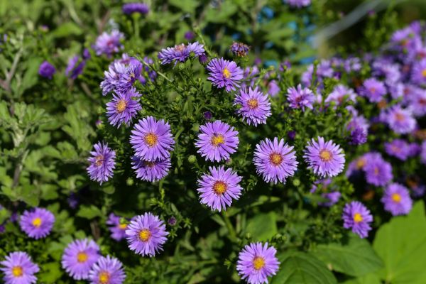 Perennial Flower Planting in O Fallon
