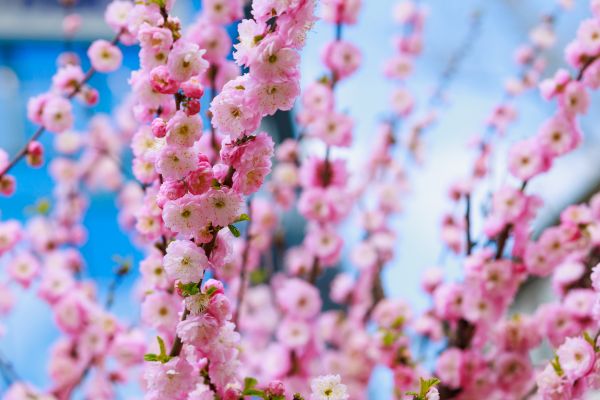 Japanese Cherry Tree Planting in O Fallon