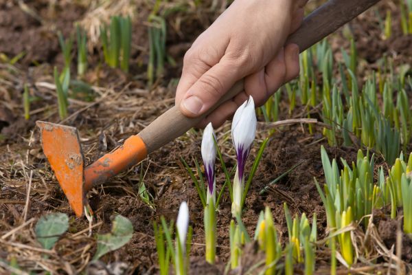 Flower Garden Weeding in O Fallon