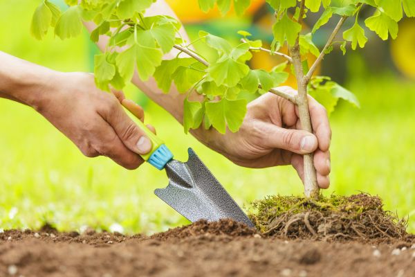 Fruit Tree Planting in O Fallon