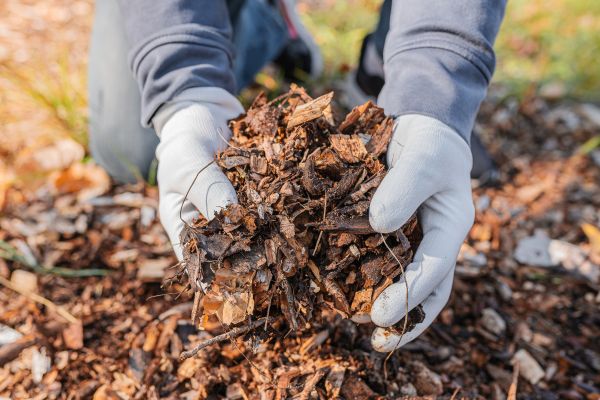 Shredded Mulch Installation in O Fallon