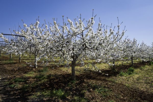 Orchard Planting in O Fallon