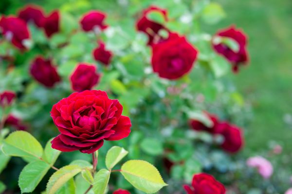 Rose Planting in O Fallon