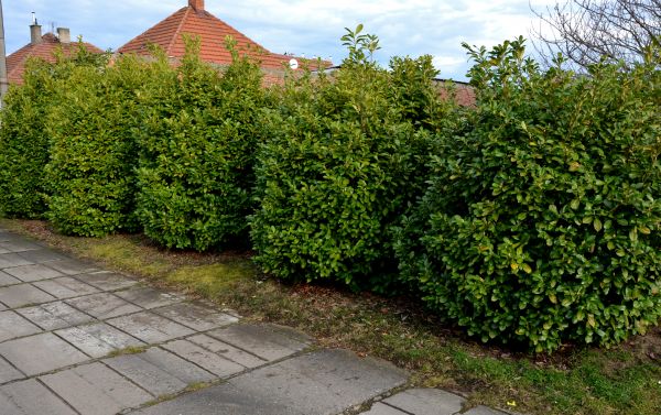 Privacy Shrub Installation in O Fallon