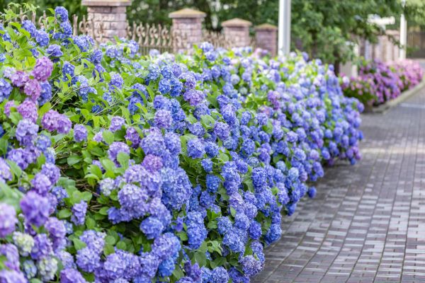 Hydrangea Landscaping in O Fallon