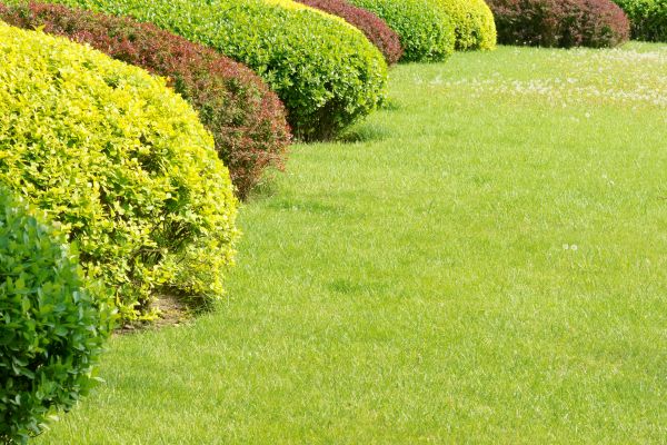 Shrubbery Planting in O Fallon