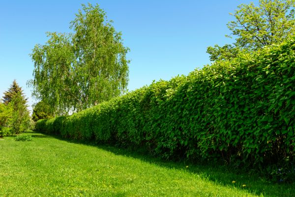 Hedge Replacement in O Fallon