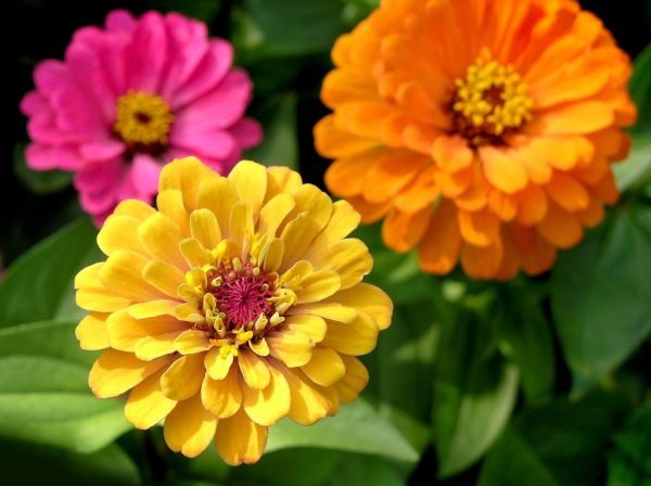Zinnia Planting in O Fallon