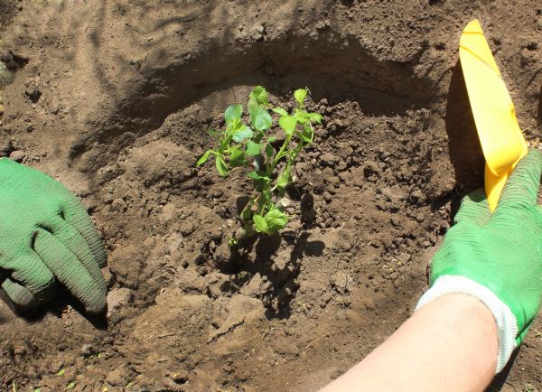 Rose Bush Planting in O Fallon
