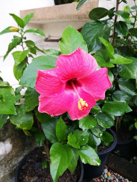 Hibiscus Planting in O Fallon