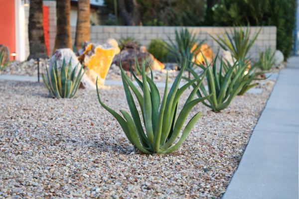 Drought Resistant Landscaping in O Fallon