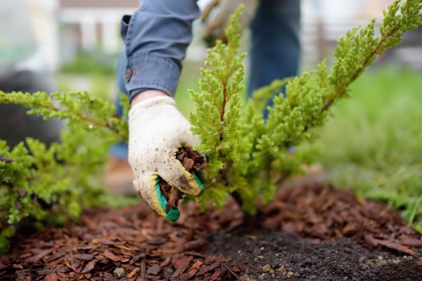 Church Mulching in O Fallon