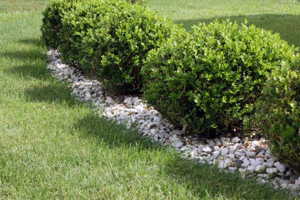 Boxwood Planting in O Fallon