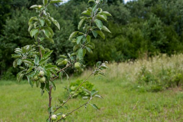 Apple Tree Planting in O Fallon